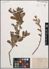 Foto von Salix cinerea L.